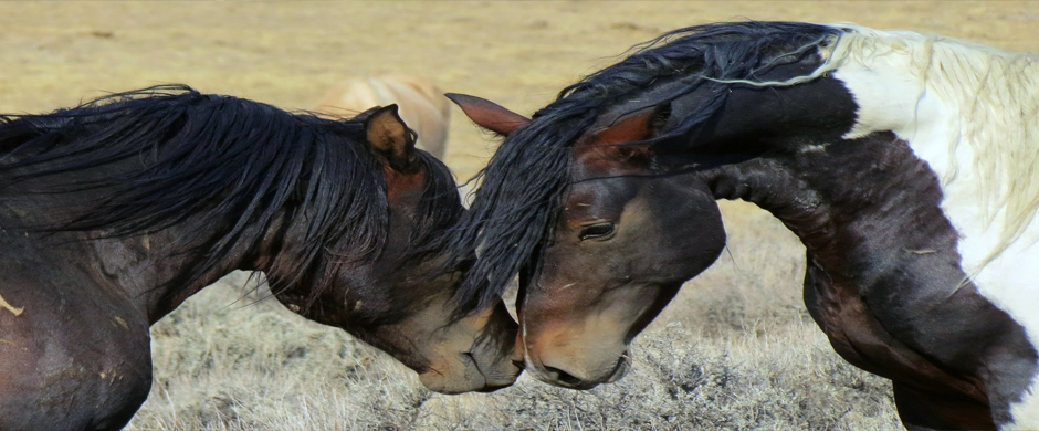 1horses1