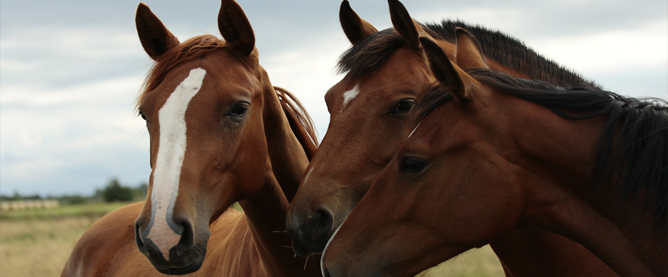 1horses2