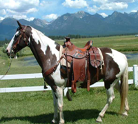 Western & Horses